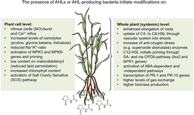 Plant Growth Promotion and Induction of Systemic Tolerance to Drought and Salt Stress of Plants by Quorum Sensing Auto-Inducers of the N-acyl-homoserine Lactone Type: Recent Developments